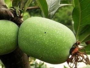 小鱼海棠吃瓜,探寻小鱼海棠的神秘瓜界之旅