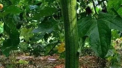 高阳县免费吃瓜,免费吃瓜活动乐翻天