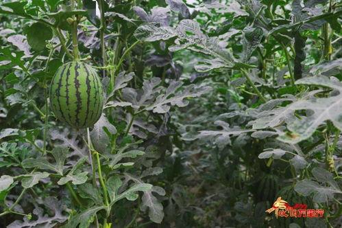 九州吃瓜,吃瓜群众揭秘神秘事件