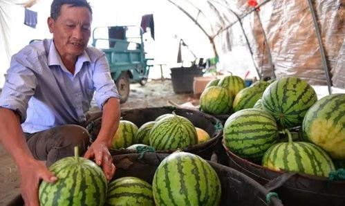 吃瓜合肥,一场关于“吃瓜”的美食盛宴