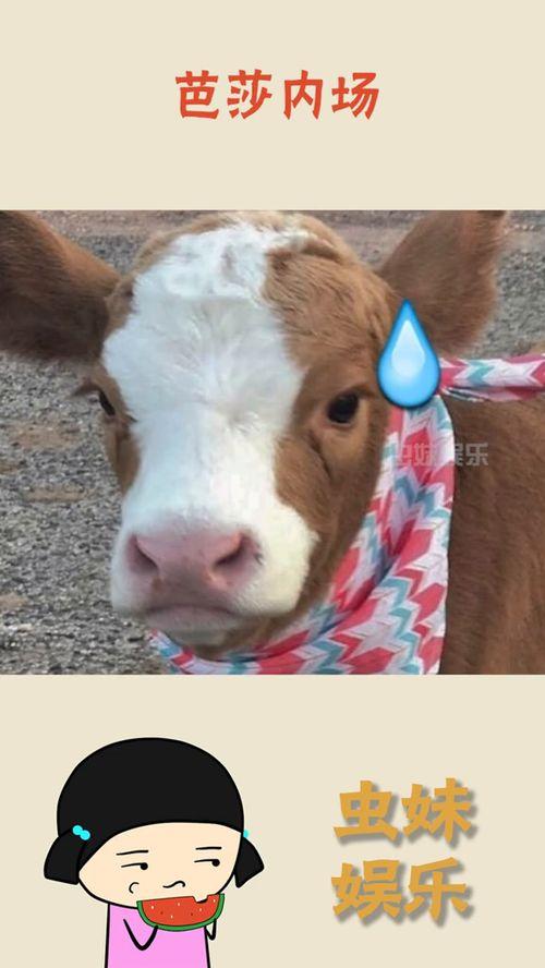 抖音吃瓜事件2022,揭秘网络舆论的狂欢与反思