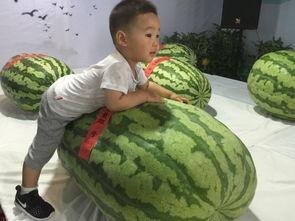 宿州吃瓜最新事件,揭秘背后真相与网络舆论风暴