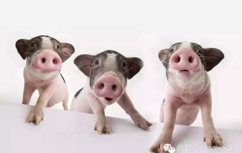 奇葩宠物带你吃瓜,一场别开生面的宠物美食之旅