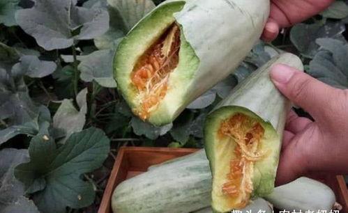 瓜芦孕妇可以吃吗,安全与适宜性分析