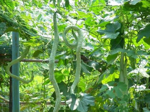 小孩可以吃蛇瓜吗,蛇瓜是否适合小孩食用？