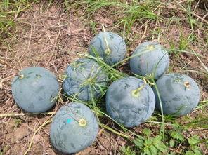 柏乡县吃瓜,瓜果飘香，品味田园生活