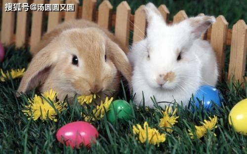 别圈吃瓜兔,揭秘网络舆论背后的真相与反思