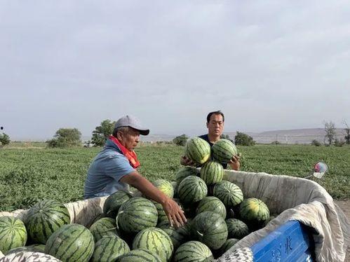 吃瓜西替柳,揭秘网络红人的崛起之路