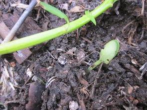 佛手瓜发芽也可以吃吧,营养与美味并存