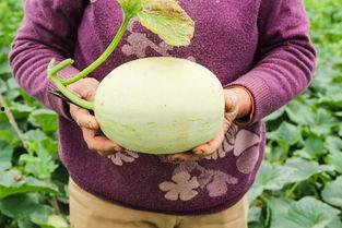 魔达吃瓜,揭秘娱乐圈背后的秘密与真相