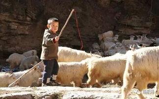 放羊摘瓜吃视频,边放羊边摘瓜吃，画面温馨有趣