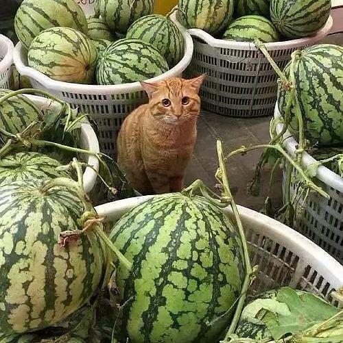 吃瓜看瓜不当瓜下一句,揭秘网络舆论背后的真相