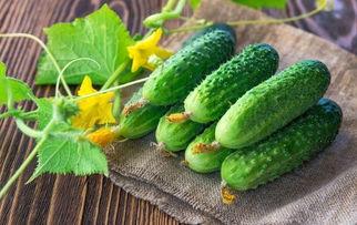 大角瓜怎么吃才好吃,大角瓜美味食法大揭秘