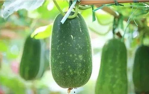 吃瓜情报处清晰,吃瓜情报处独家爆料