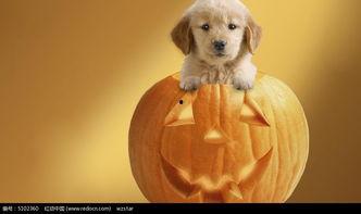 幼犬可以吃生瓜吗怎么吃,如何安全喂食生瓜给幼犬