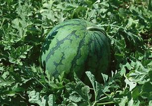 吃瓜桌子,社交新宠背后的故事