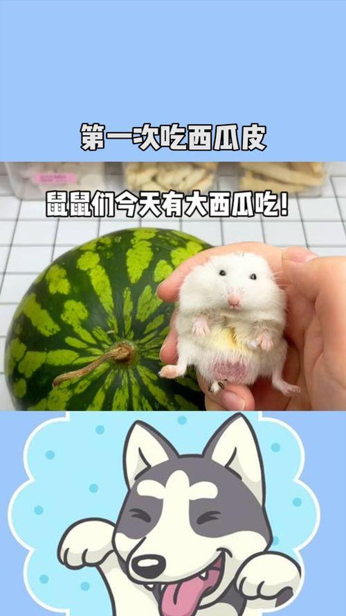 老鼠最新吃瓜,老鼠视角下的娱乐圈最新瓜料揭秘