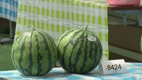 嘉兴吃瓜地方,探寻当地特色美食之旅