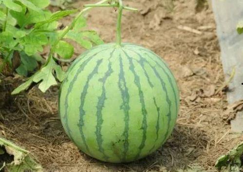 神瓜老了怎么吃,探索传统美食的无限可能