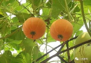 大郁郁吃瓜,揭秘娱乐圈幕后故事