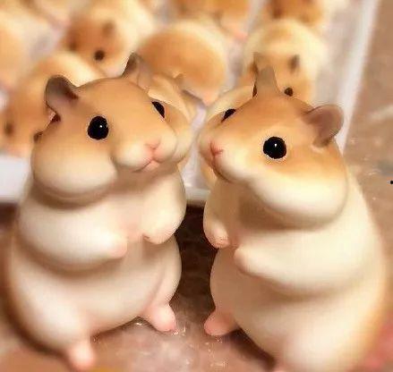 仓鼠吃瓜少女全集,一场甜蜜的冒险之旅