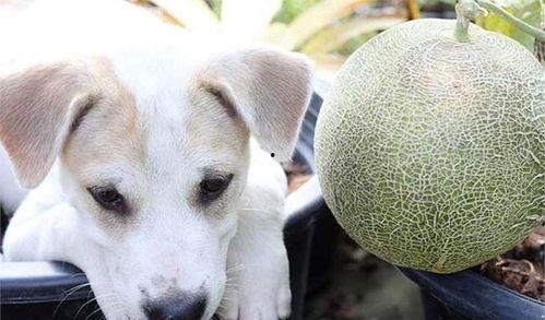 哈密瓜狗狗可以吃吗,狗狗的健康零食选择？