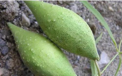 吃瓜之人只记得种瓜,吃瓜群众记忆中的种瓜奇遇