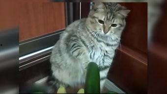 小猫吃瓜文案图片,小猫吃瓜萌态大揭秘