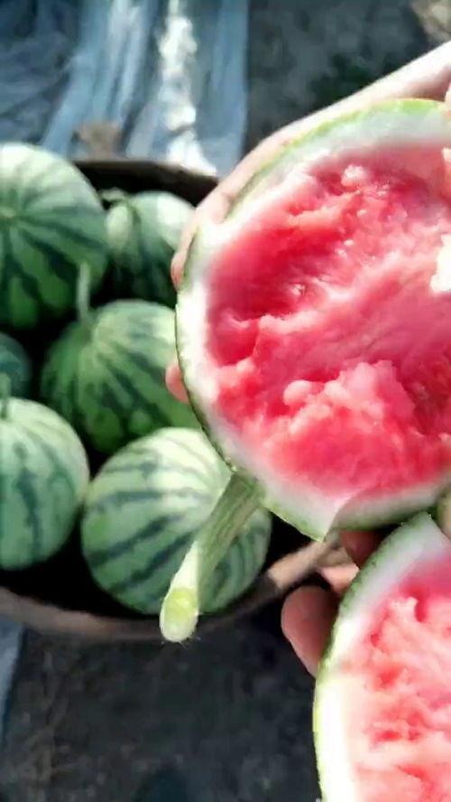 吃瓜要吃头茬瓜,揭秘头茬瓜的独特魅力