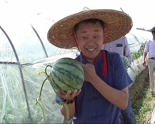 瓜田吃瓜日,揭秘夏日消暑新风尚