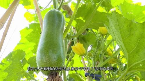 广东旅游吃瓜视频,跟随吃瓜视频领略粤菜风味