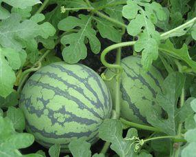 怀孕可以吃焦瓜,焦瓜助力母婴健康