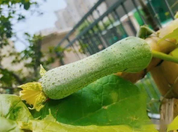 没病吃瓜,没病吃瓜，共享快乐时光