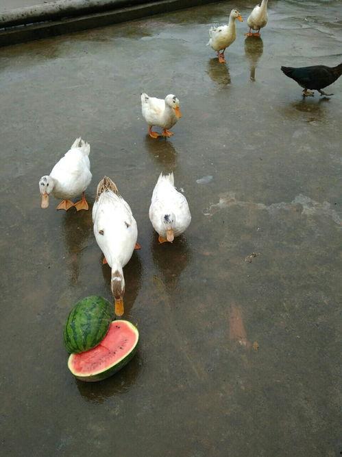 抓鸭吃大瓜,一场欢乐的乡村盛宴