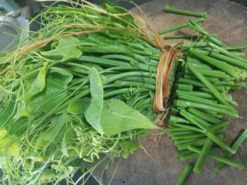 吃苗的佛手瓜,养生佳肴，营养新宠