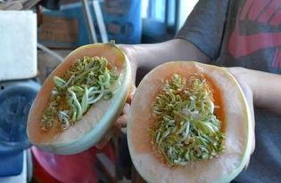 瓜没熟透怎么吃,瓜未熟透的巧妙食用方法揭秘