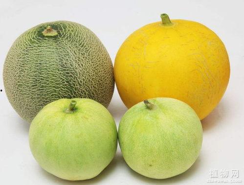 吃瓜烧喉咙,揭秘网络热议背后的真相与反思