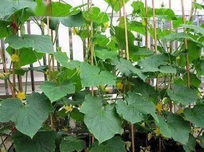 尿酸高可以吃甜角瓜吗