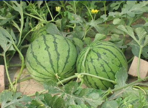 近期河间吃瓜事件,揭秘背后真相与网络舆论风暴