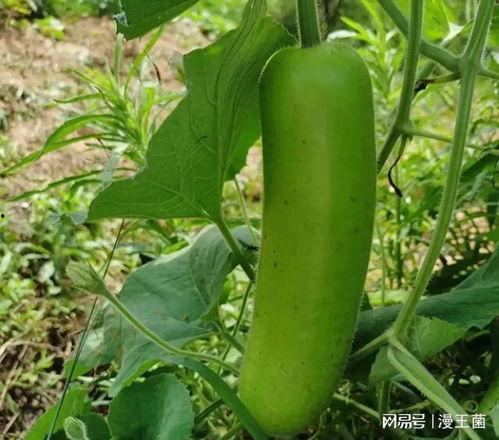 晚上可以吃瓠瓜