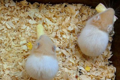 仓鼠吃不吃熟瓜,揭秘仓鼠的饮食习惯