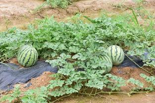 瓜篓子快熟了怎么吃